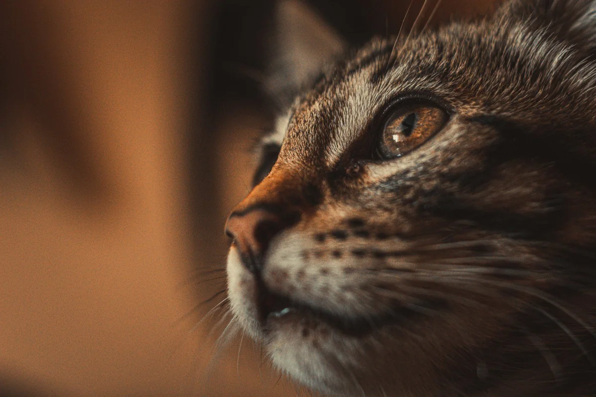 Nahaufnahme einer getigerten Katze