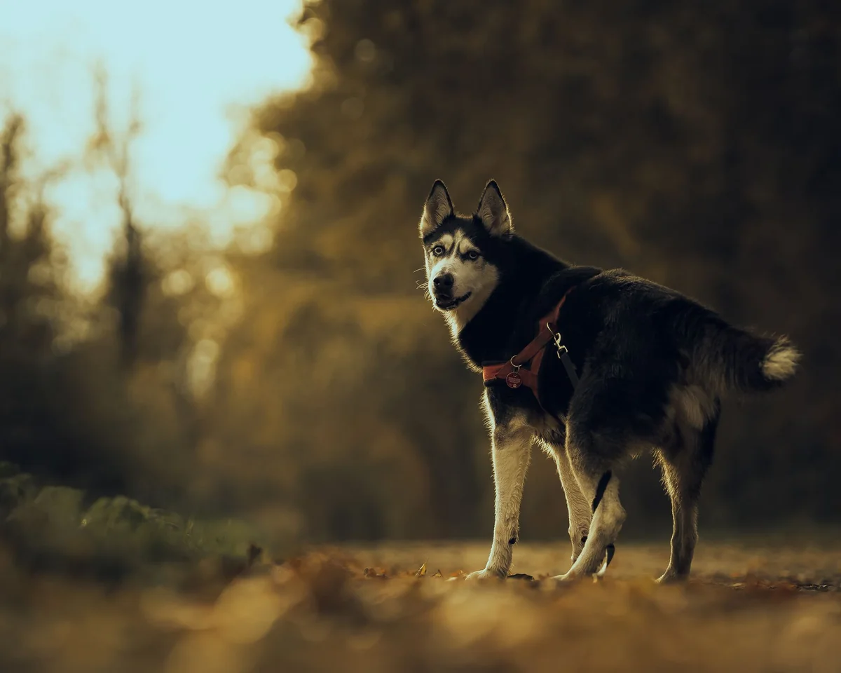 Ein Hund auf einem sonnigen Waldweg