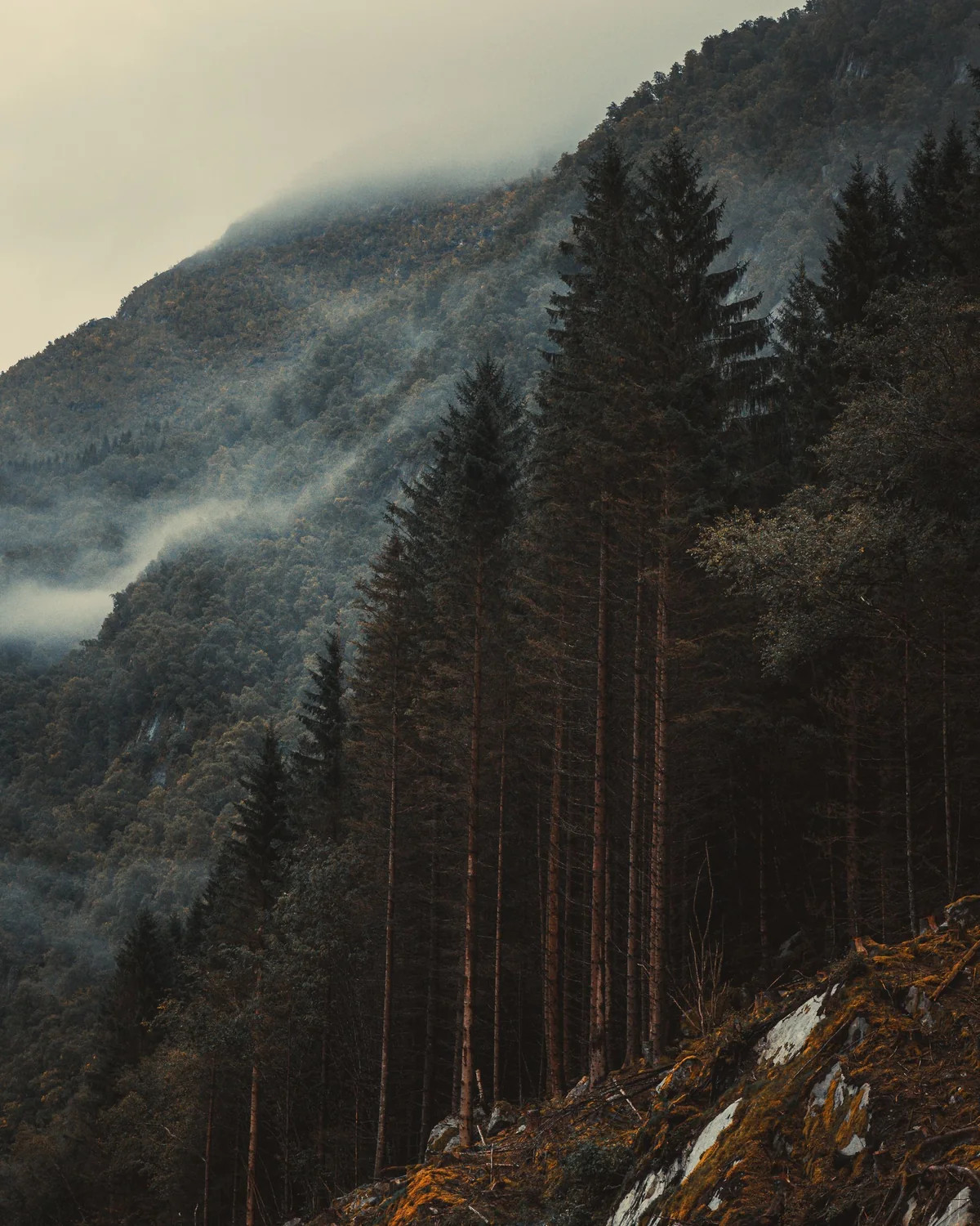 Nebel über einem Nadelwald